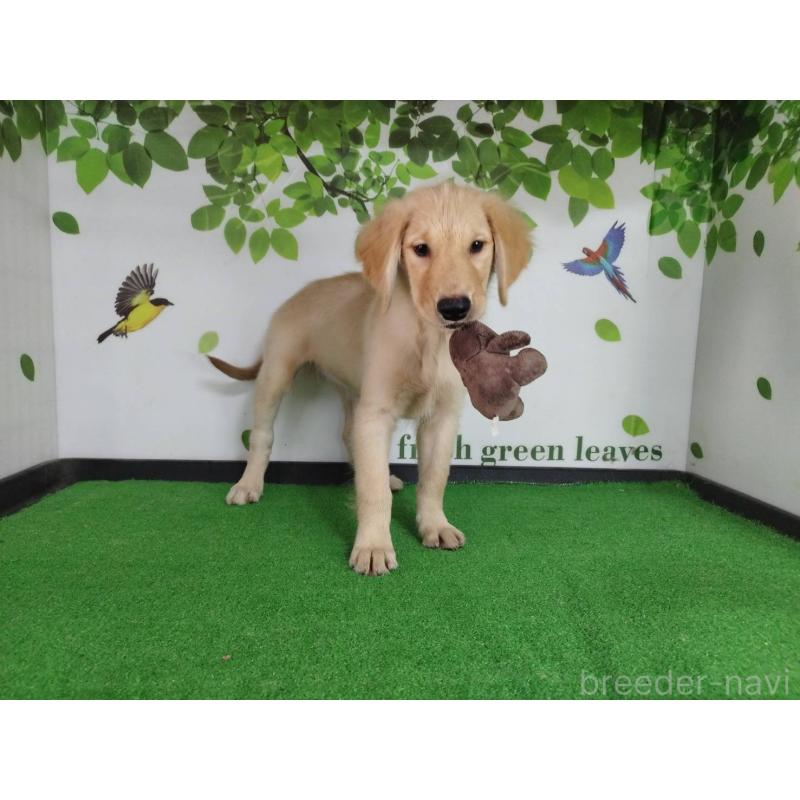 成約済の三重県のゴールデンレトリーバー-409928の5枚目