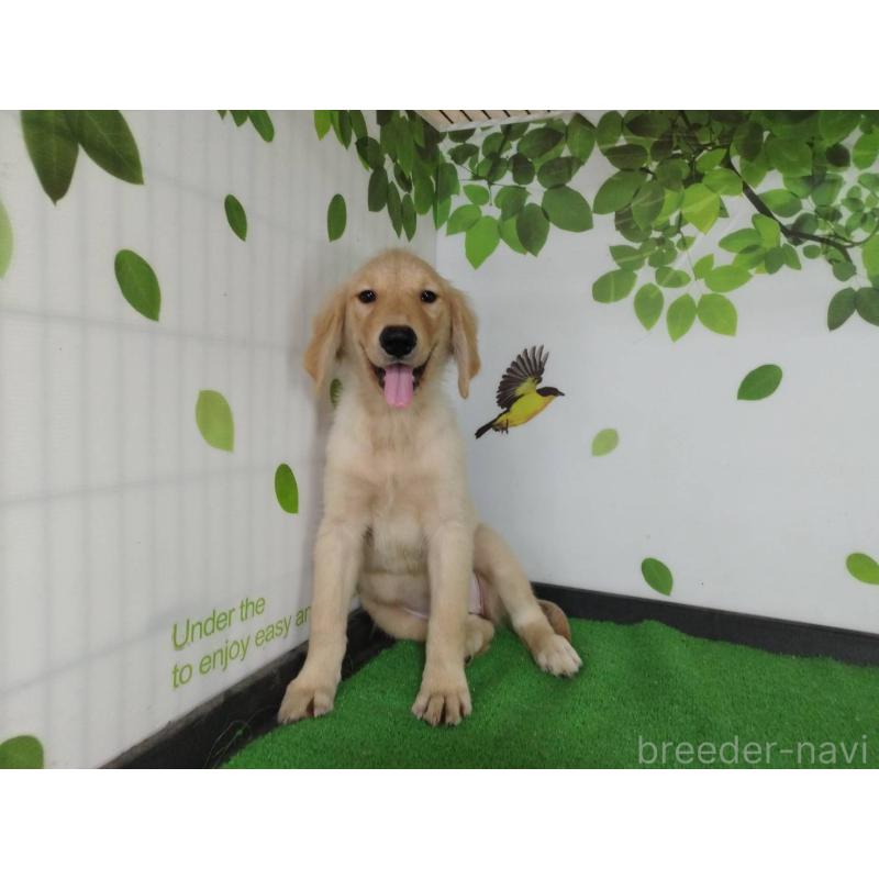 成約済の三重県のゴールデンレトリーバー-409928の4枚目