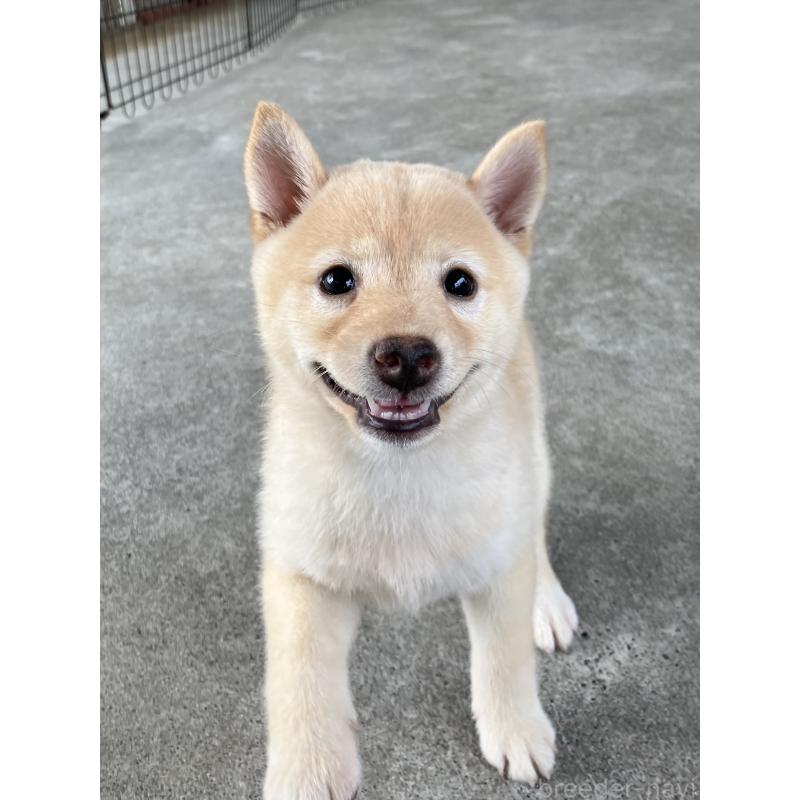 成約済の静岡県の豆柴-414556の5枚目