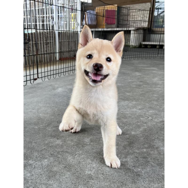 成約済の静岡県の豆柴-414556の4枚目