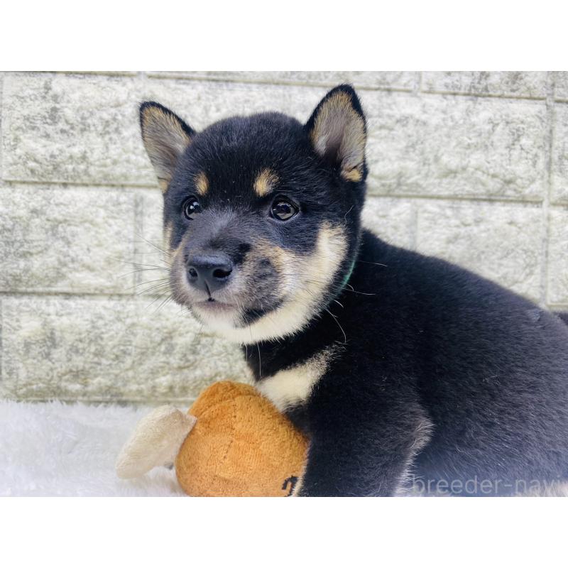 販売中の茨城県の豆柴-415524の5枚目