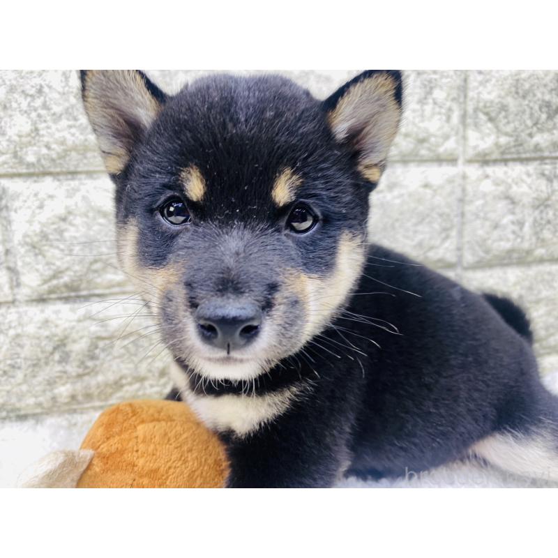 販売中の茨城県の豆柴-415524の4枚目