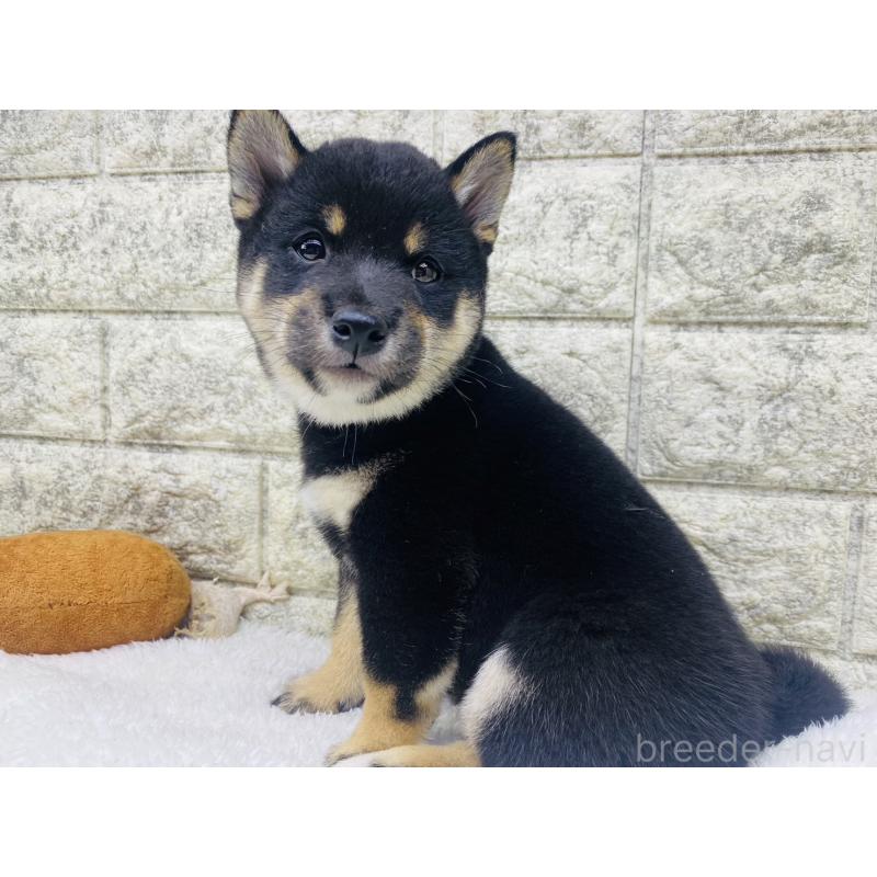 販売中の茨城県の豆柴-415524の3枚目