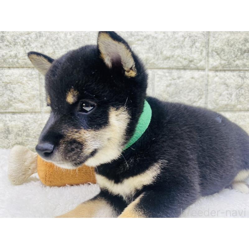 販売中の茨城県の豆柴-415524の2枚目