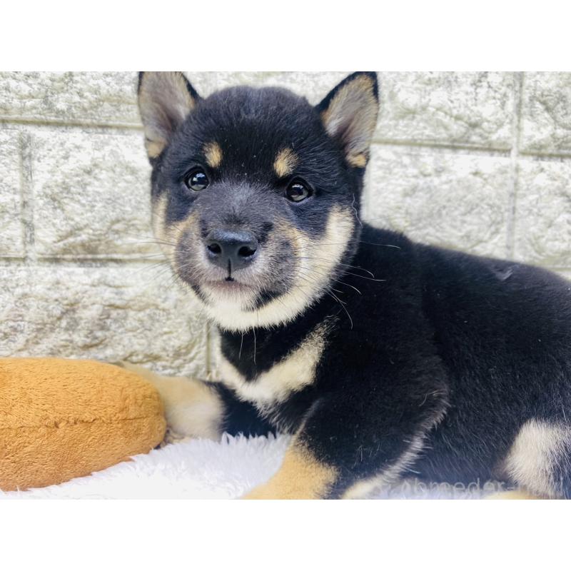 販売中の茨城県の豆柴-415524