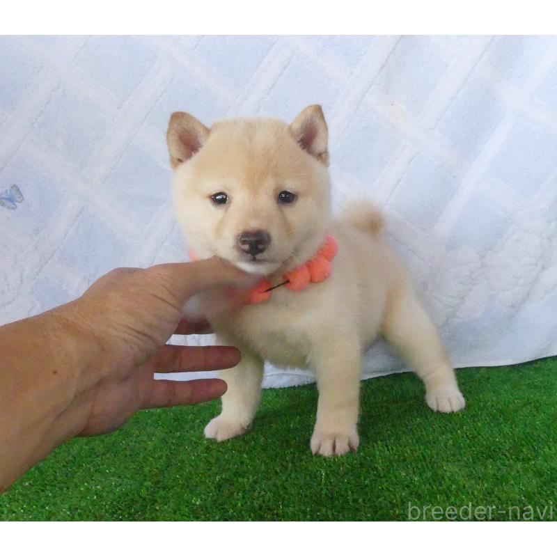 成約済の静岡県の豆柴-414556の3枚目