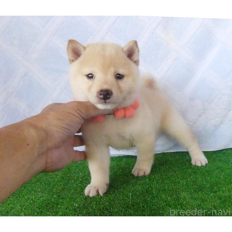 成約済の静岡県の豆柴-414556の2枚目