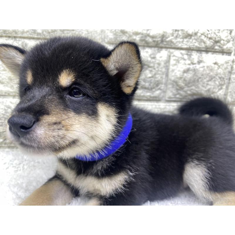 成約済の茨城県の豆柴-415521の5枚目