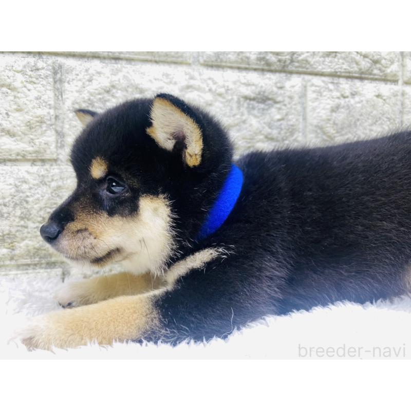 成約済の茨城県の豆柴-415521の4枚目