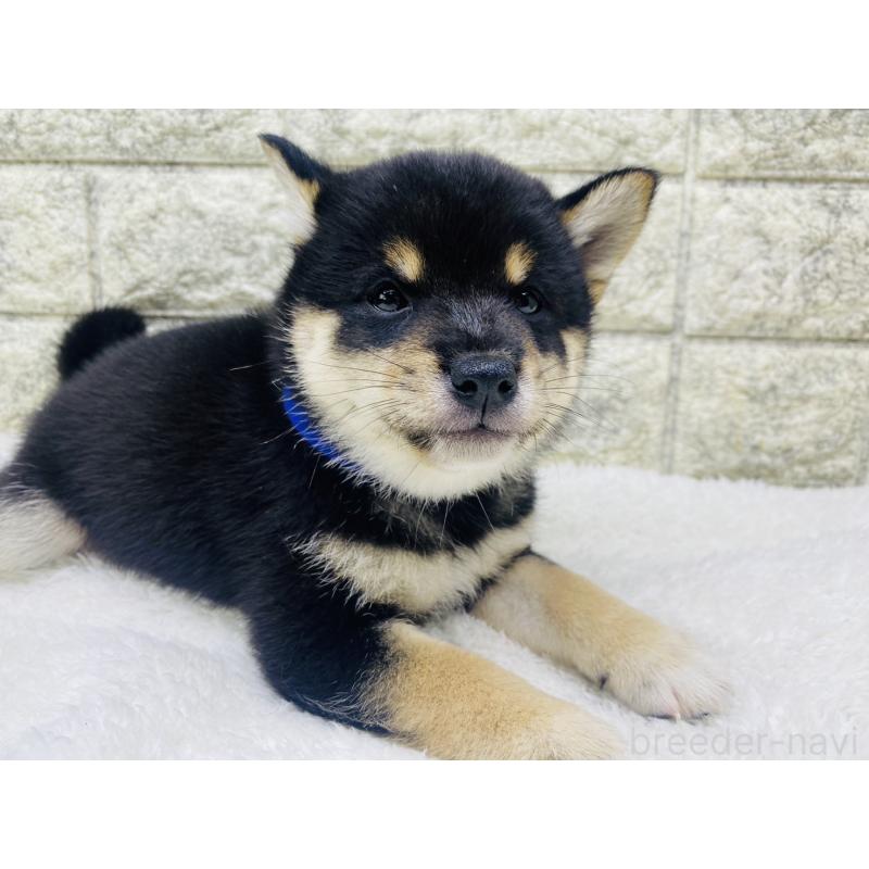 成約済の茨城県の豆柴-415521の3枚目