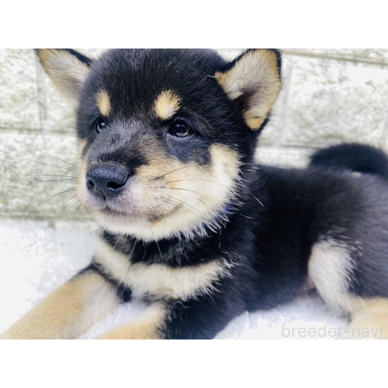 成約済の茨城県の豆柴-415521の2枚目