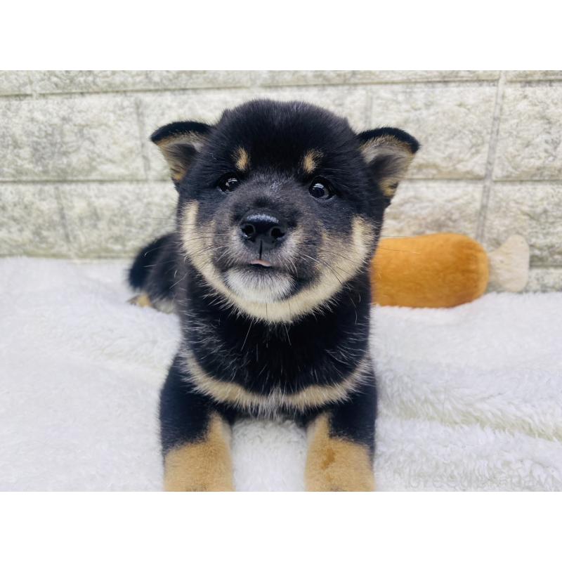 販売中の茨城県の豆柴-415526の5枚目