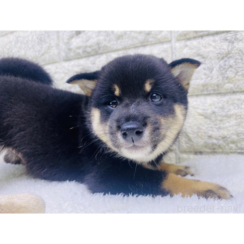 販売中の茨城県の豆柴-415526の4枚目