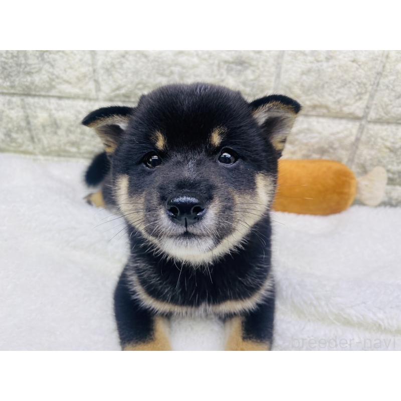 販売中の茨城県の豆柴-415526の3枚目