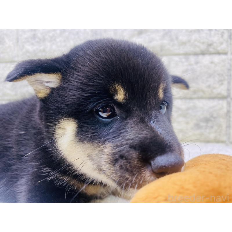 販売中の茨城県の豆柴-415526の2枚目