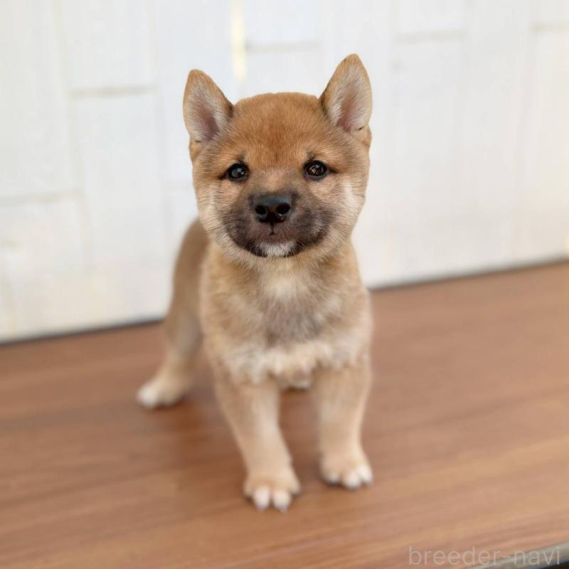 販売中の茨城県の豆柴-415246の27枚目