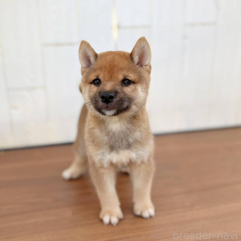 販売中の茨城県の豆柴-415246の26枚目