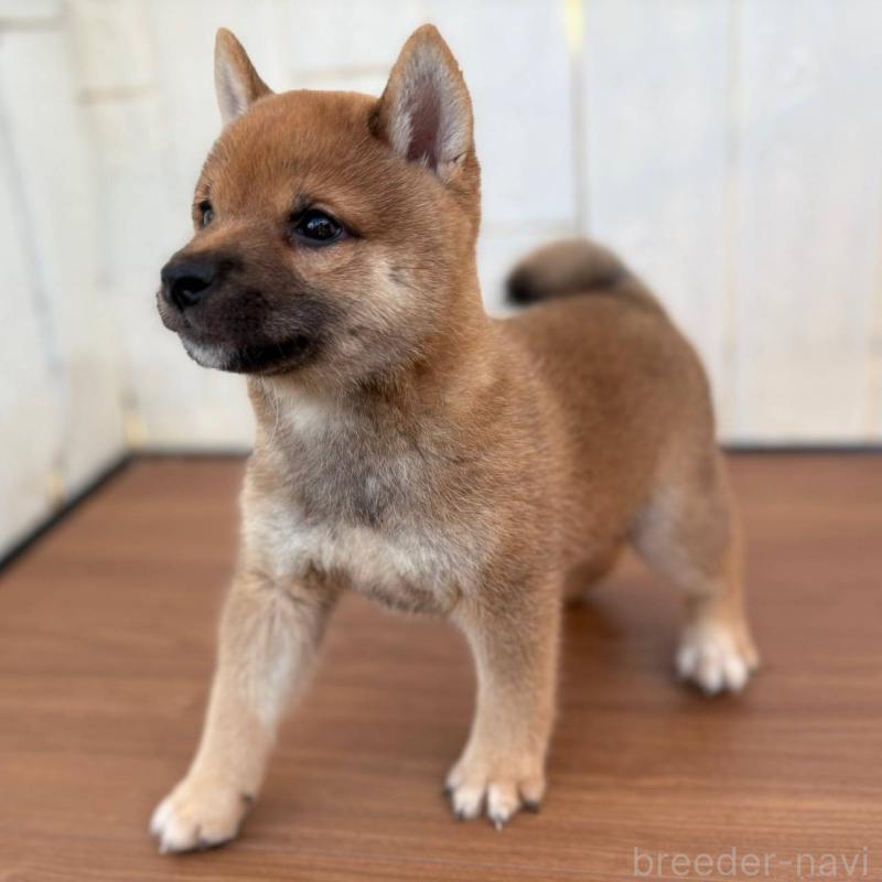 販売中の茨城県の豆柴-415246の25枚目