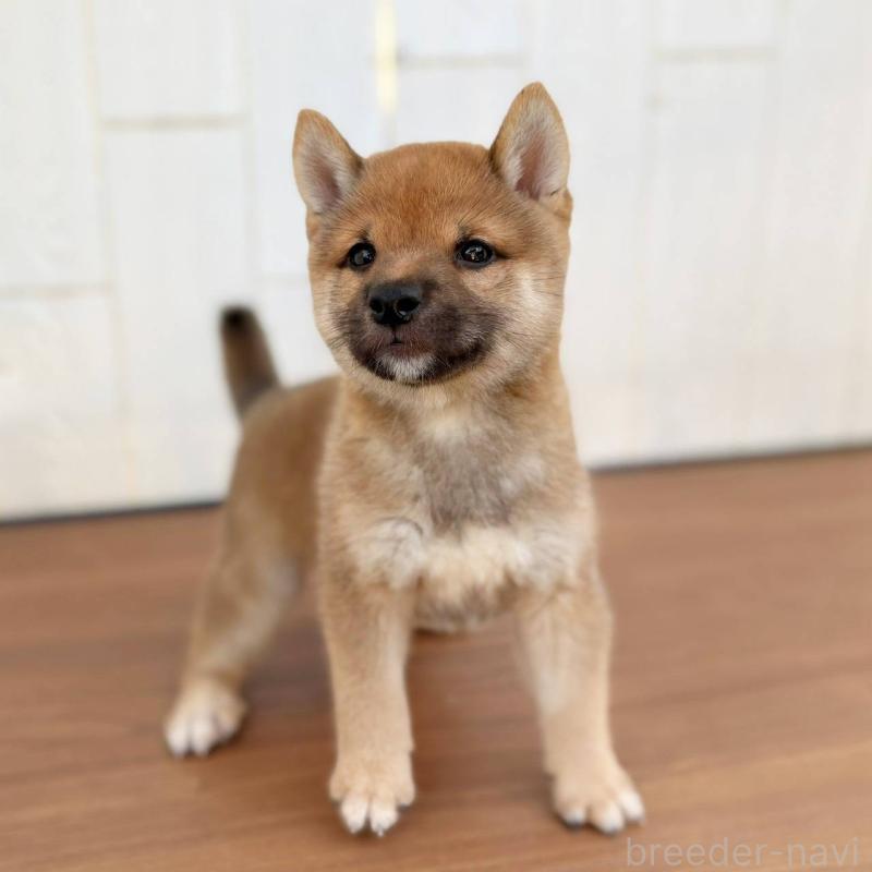 販売中の茨城県の豆柴-415246の24枚目