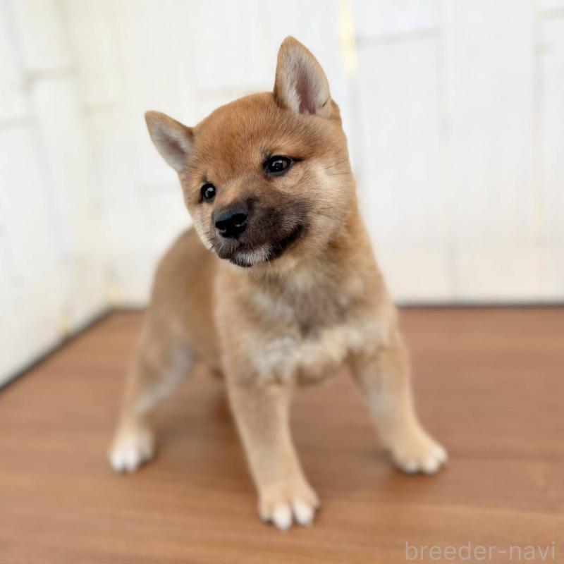 販売中の茨城県の豆柴-415246の23枚目