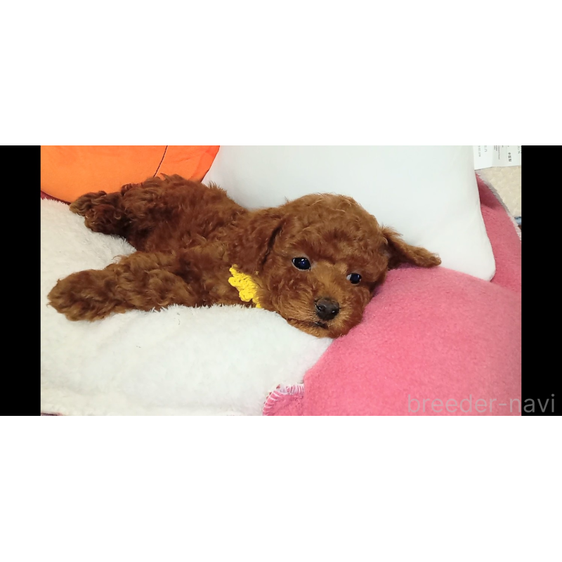 成約済の熊本県のトイプードル-417079の6枚目