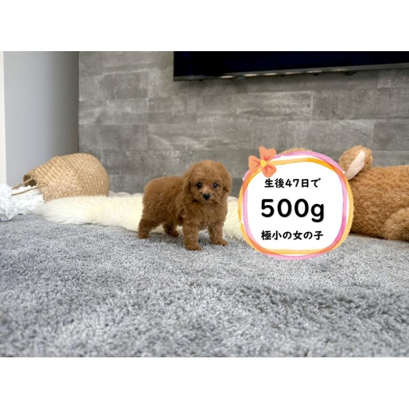 販売中の滋賀県のティーカッププードル-418557