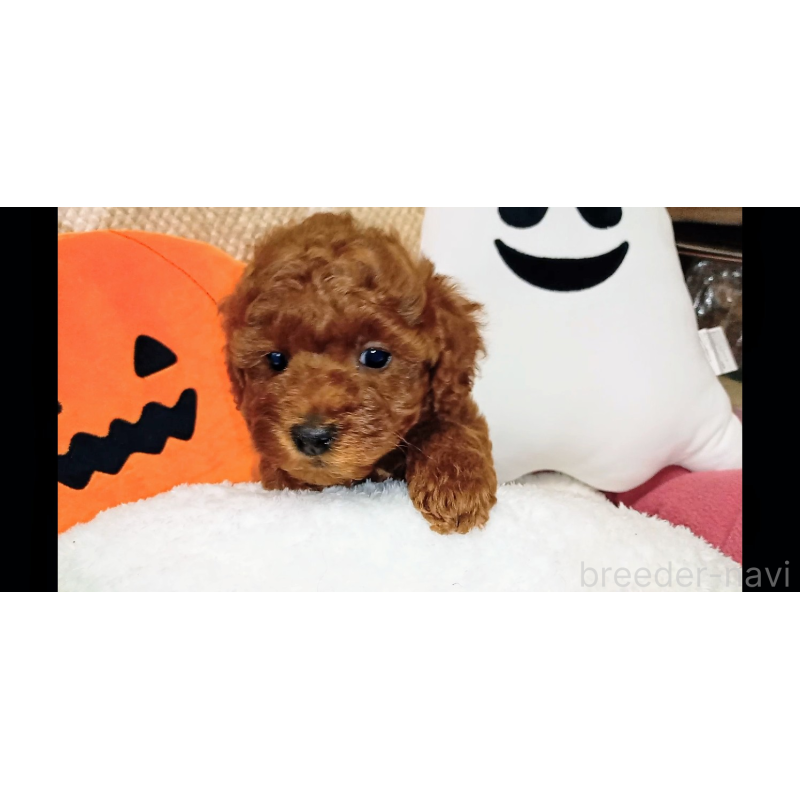 成約済の熊本県のトイプードル-417069の6枚目