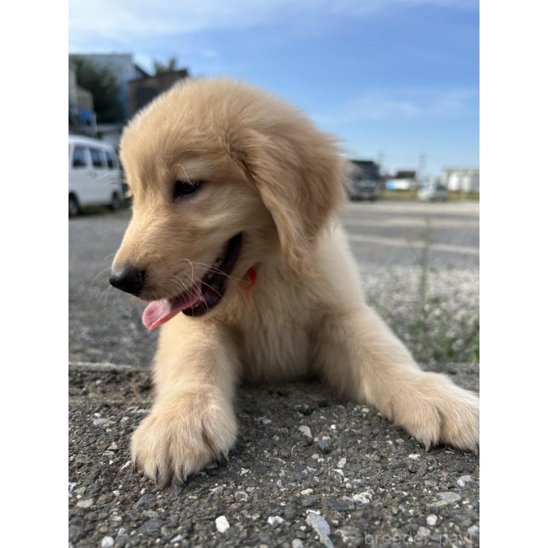 販売中の千葉県のゴールデンレトリーバー-415787の5枚目