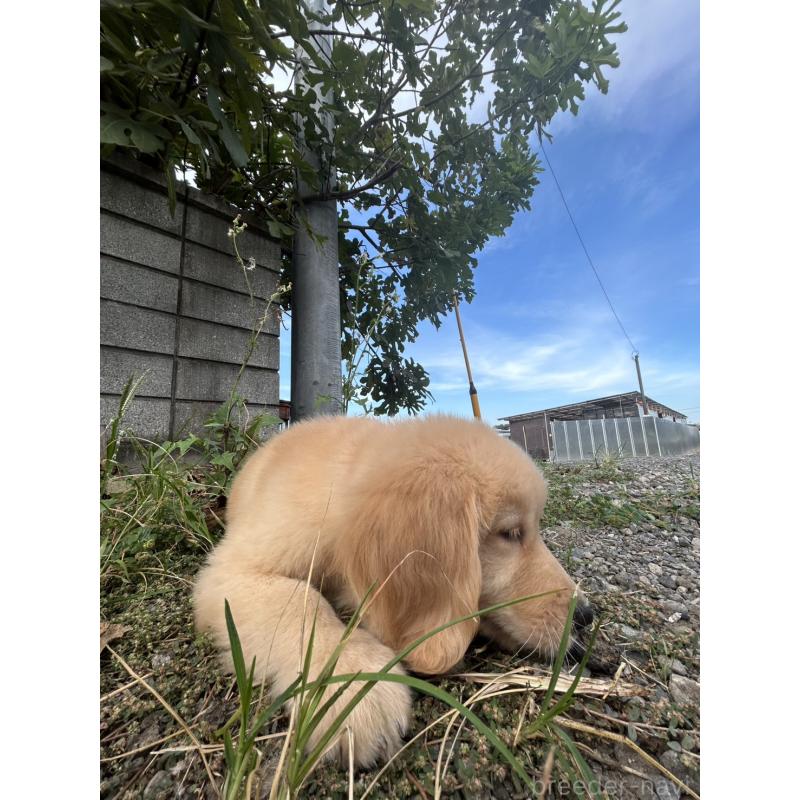 販売中の千葉県のゴールデンレトリーバー-415787の4枚目