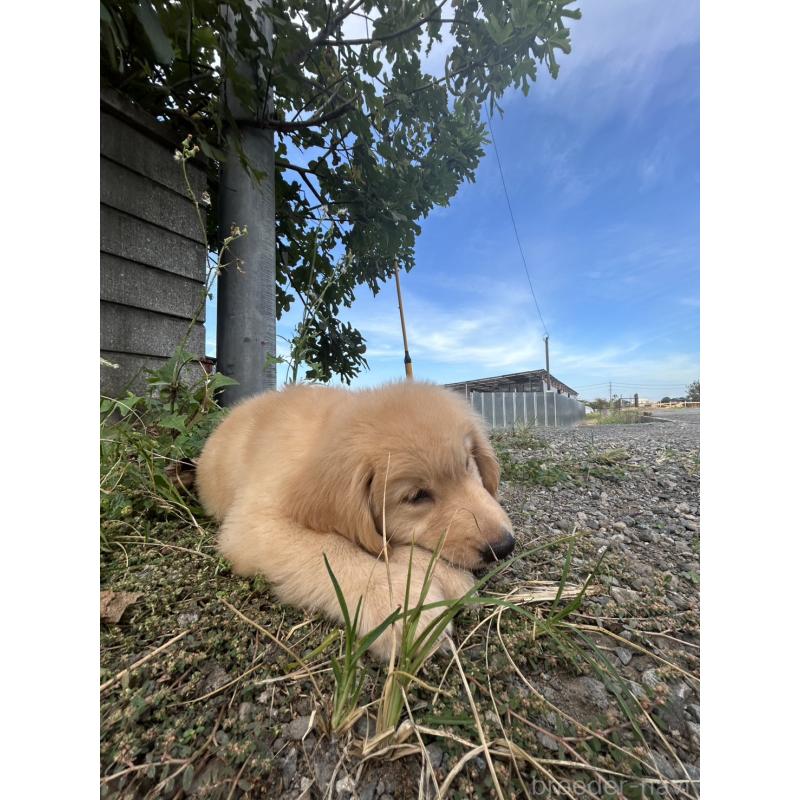 販売中の千葉県のゴールデンレトリーバー-415787の3枚目