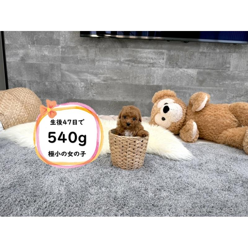 販売中の滋賀県のティーカッププードル-418555
