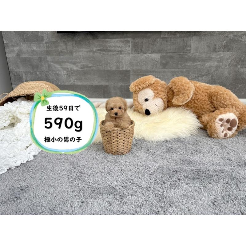 販売中の滋賀県のティーカッププードル-417086
