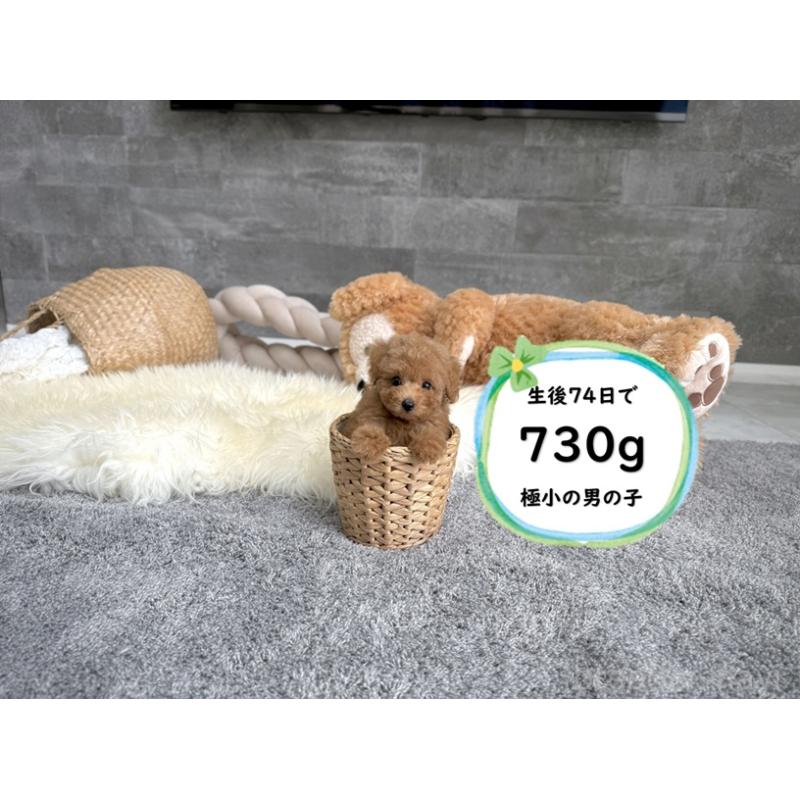 販売中の滋賀県のタイニープードル-415591