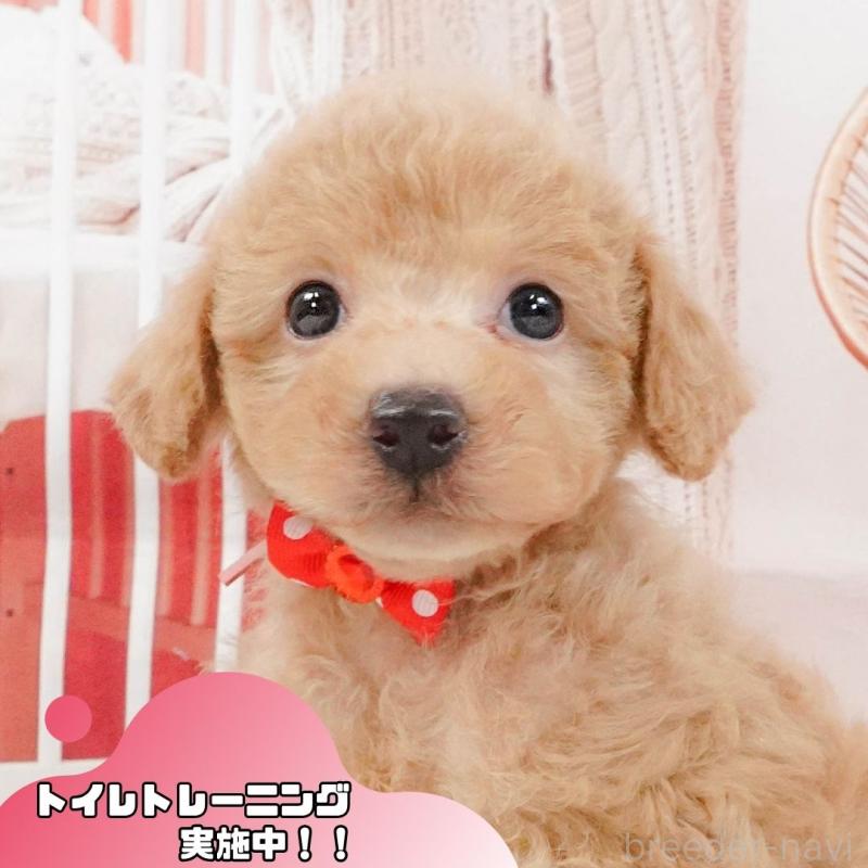 販売中の静岡県のトイプードル-407717