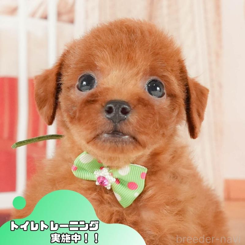 販売中の静岡県のトイプードル-415507