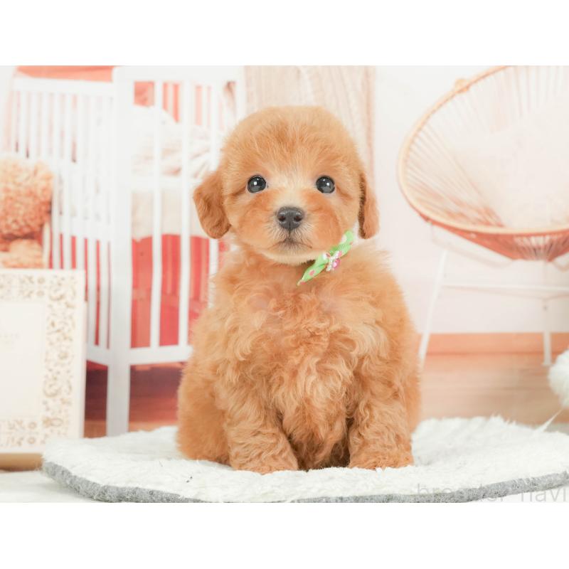 成約済の静岡県のトイプードル-416737の4枚目