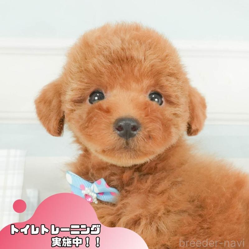 販売中の静岡県のトイプードル-416736