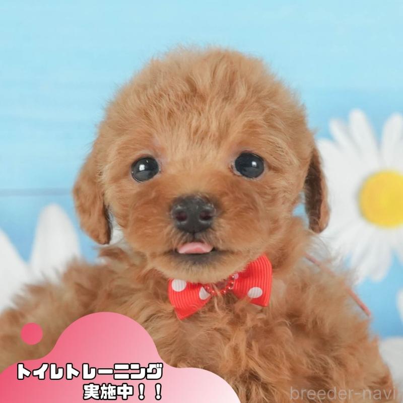 販売中の静岡県のトイプードル-409753