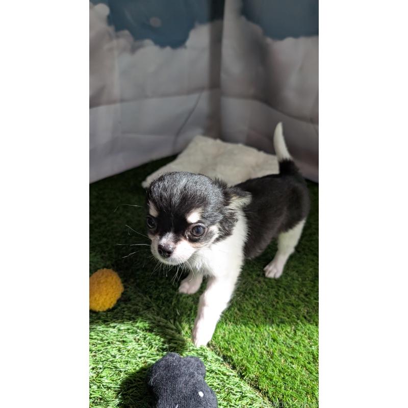 販売中の北海道のチワワ(ロングコート)-416931の11枚目