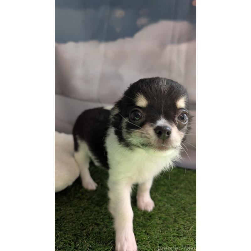 販売中の北海道のチワワ(ロングコート)-416931の10枚目