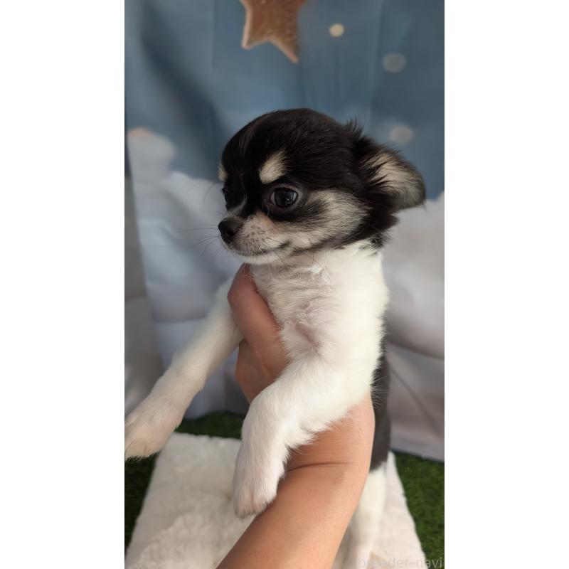 販売中の北海道のチワワ(ロングコート)-416931の9枚目