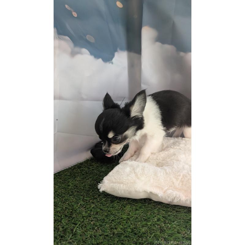 販売中の北海道のチワワ(ロングコート)-416931の8枚目