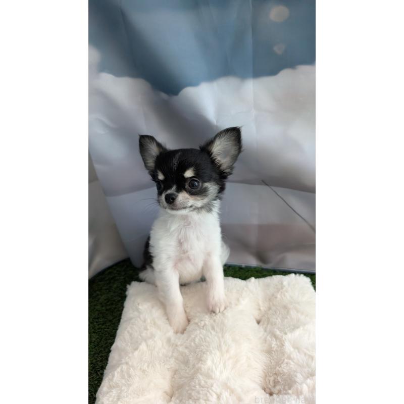 販売中の北海道のチワワ(ロングコート)-416931の7枚目