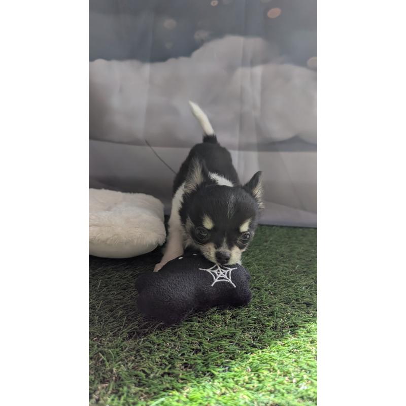 販売中の北海道のチワワ(ロングコート)-416931の6枚目