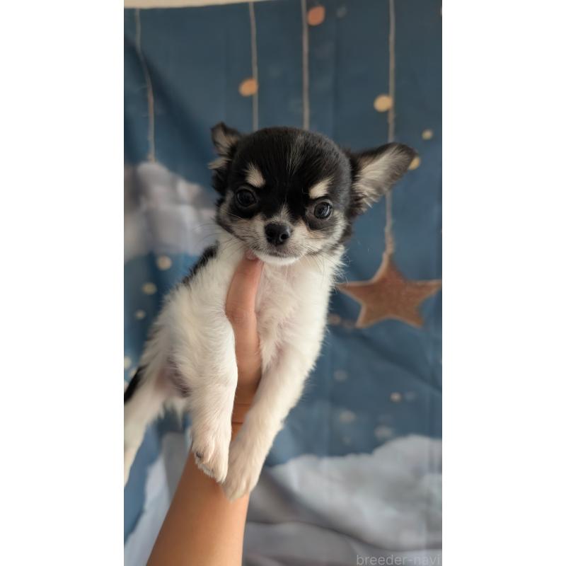 販売中の北海道のチワワ(ロングコート)-416931の5枚目