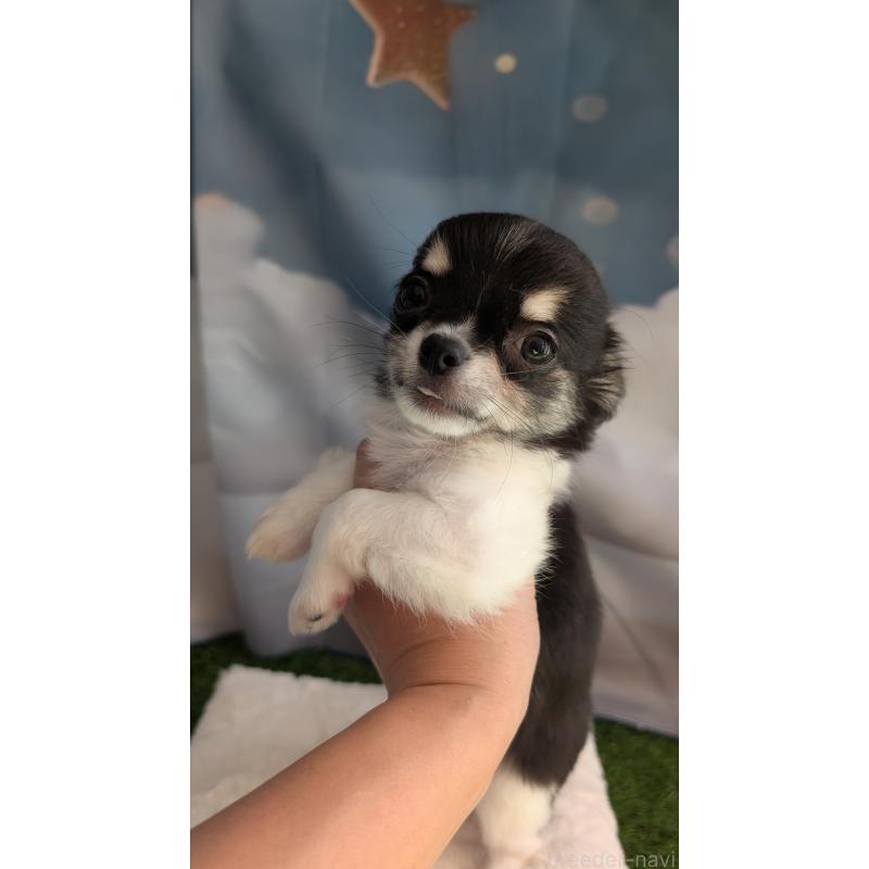 販売中の北海道のチワワ(ロングコート)-416931の4枚目