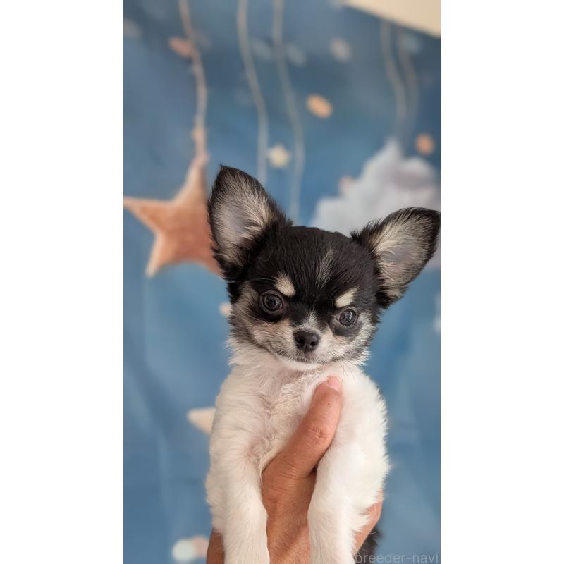 販売中の北海道のチワワ(ロングコート)-416931の3枚目