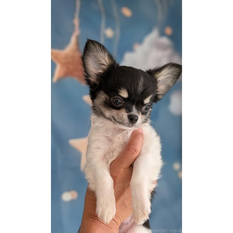 販売中の北海道のチワワ(ロングコート)-416931の2枚目