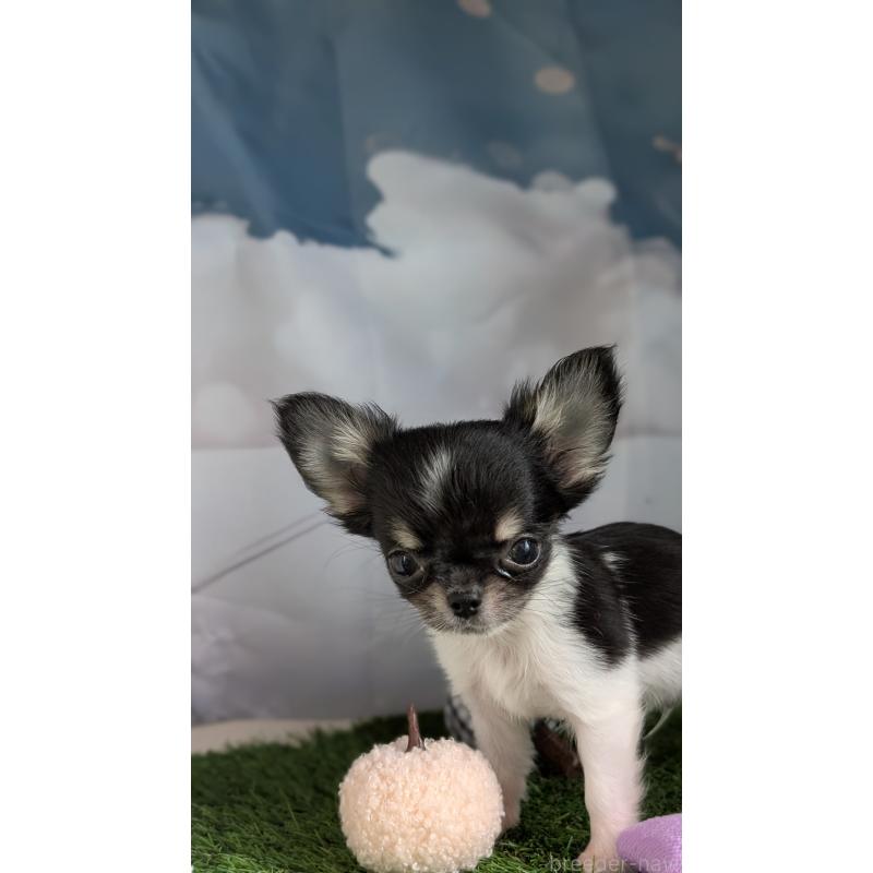 販売中の北海道のチワワ(ロングコート)-416928の12枚目