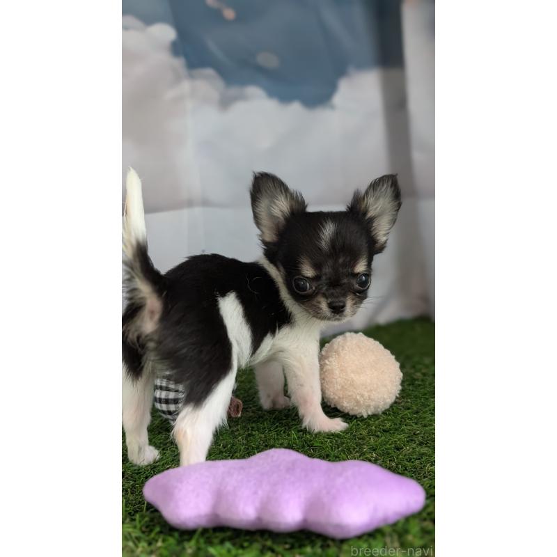 販売中の北海道のチワワ(ロングコート)-416928の11枚目